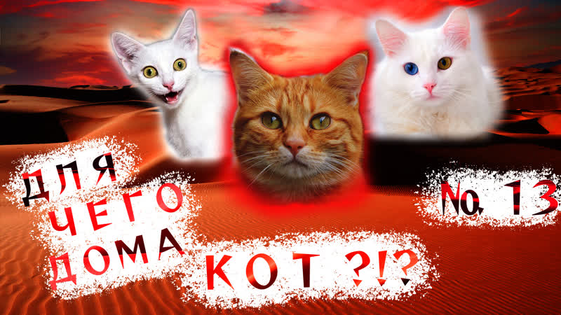 Вот зачем дома НУЖЕН КОТ