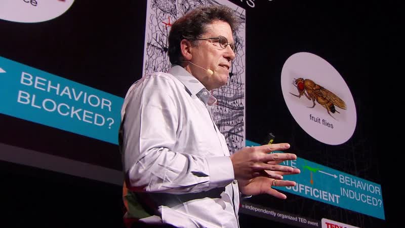 David Anderson: Your brain is more than a bag of