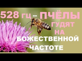 ПЧЁЛЫ ГУДЯТ НА ЧАСТОТЕ 528 ГЦ-ЧАСТОТА ЛЮБВИ И ГАРМОНИИ.ВОССТАНАВЛИВАЕТСЯ  СОН И ДУШЕВНЫЙ ПОКОЙ