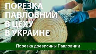 Порезка Украинской Павловнии. Разрезаем на доски дерево Павловния на пилораме. Процесс на видео.