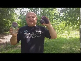 Самая крупная слива в мире!!! Слива Бербанк Гигант (plum Berbank Giant). Плоды Гиганты.