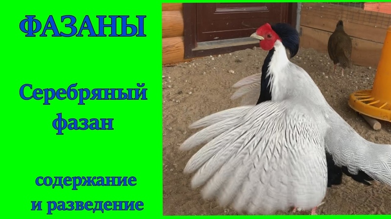 СЕРЕБРЯНЫЙ 2020 ФАЗАНОВ. СОДЕРЖАНИЕ ФАЗАНОВ (ОБЗОР