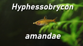 Hyphessobrycon amandae-Ttra amande