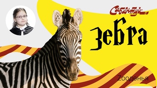 Zooдөнья. зебра / Казанский зоопарк / Изучаем животных с детьми