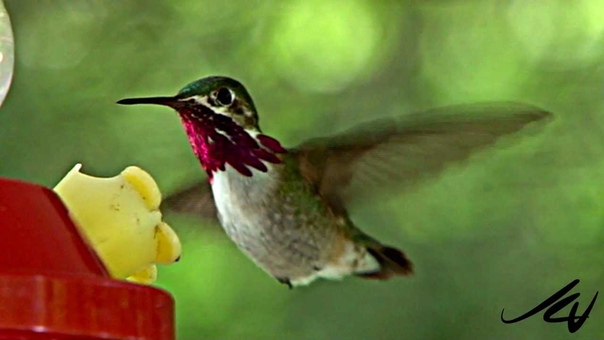 Hummingbirds You Tube