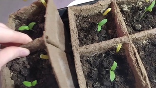 Как побороть и предотвратить плесень на торфяных горшочках. Моя ошибка.