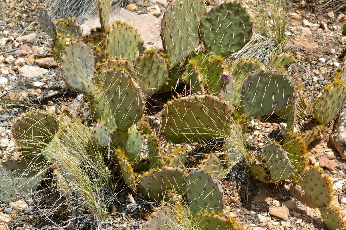 Наталья Корицкая | San Francisco