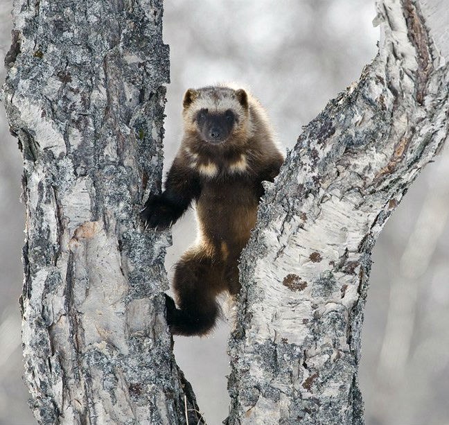 Екатерина Носикова | Тюмень