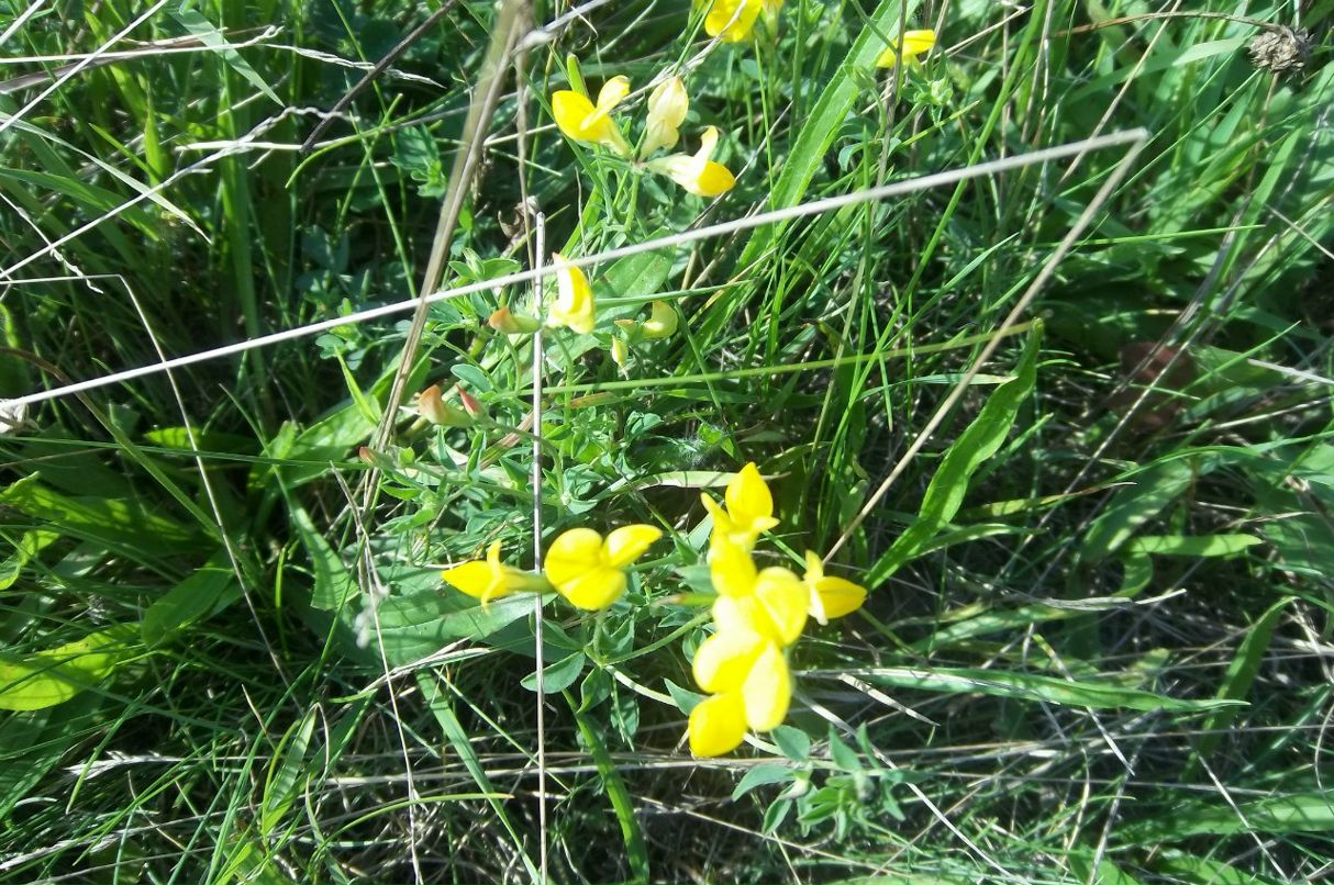 Слава Котляр | Белая Церковь