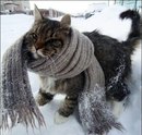 Фотография Мокрецова Дениса