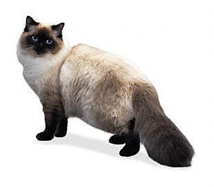 Сергей Бронич | Балашиха