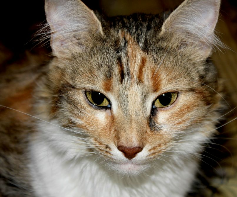 Иннокентий Гончаров | Солнечногорск