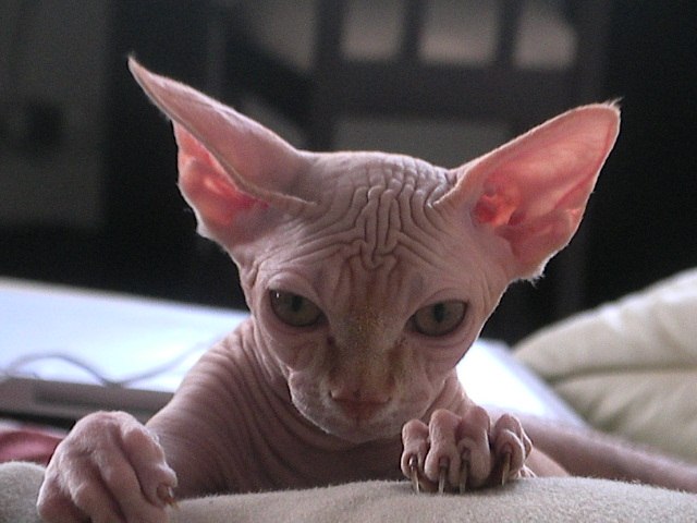 Анна Дерека | Харьков