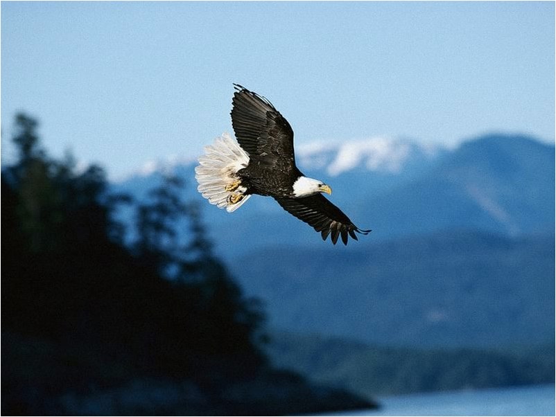 Светлана Торнова | Москва