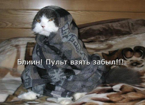 Василий Ельцов | 