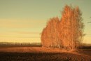 Мигель Зуфарова, , 