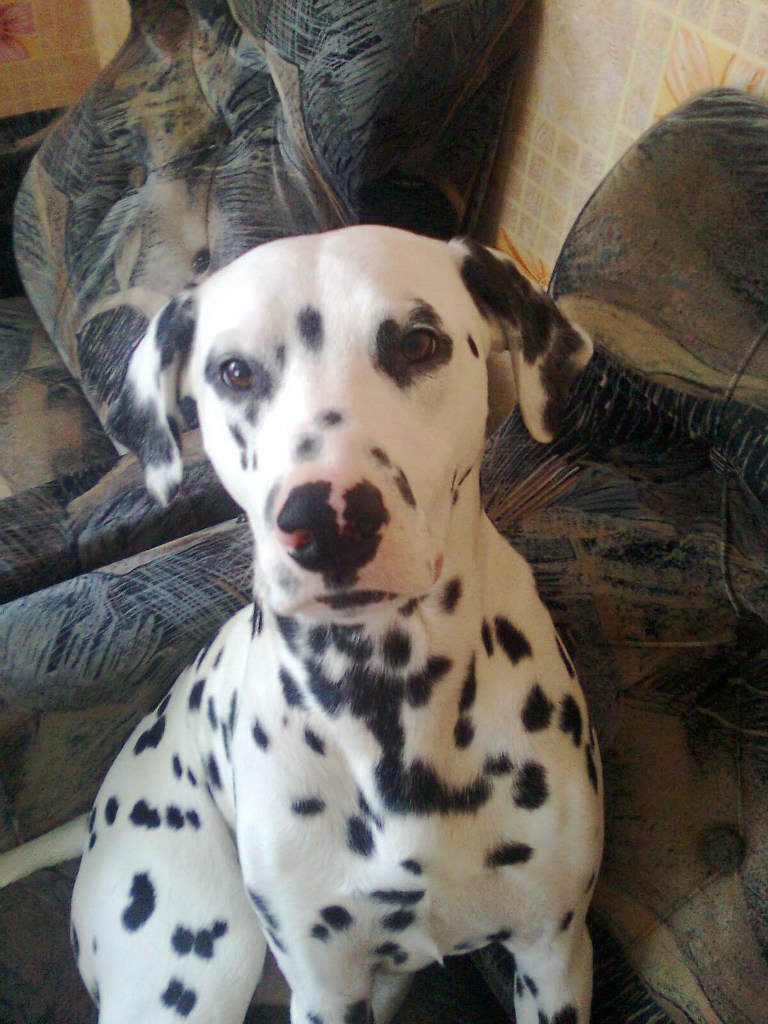 Елена Захарова | Москва