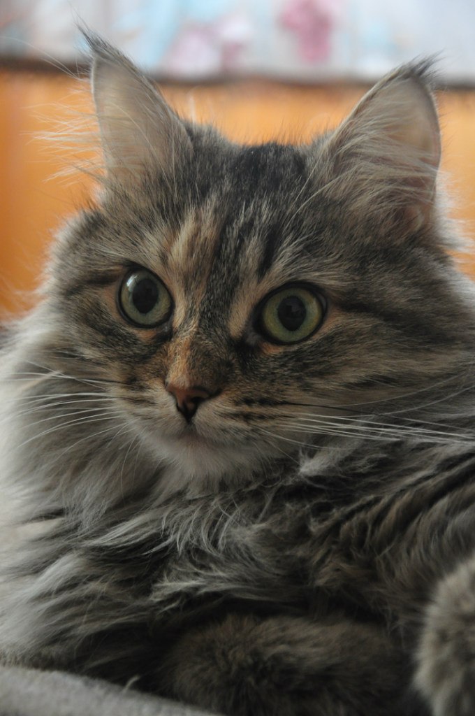 Антон Рачеев | Полярные Зори