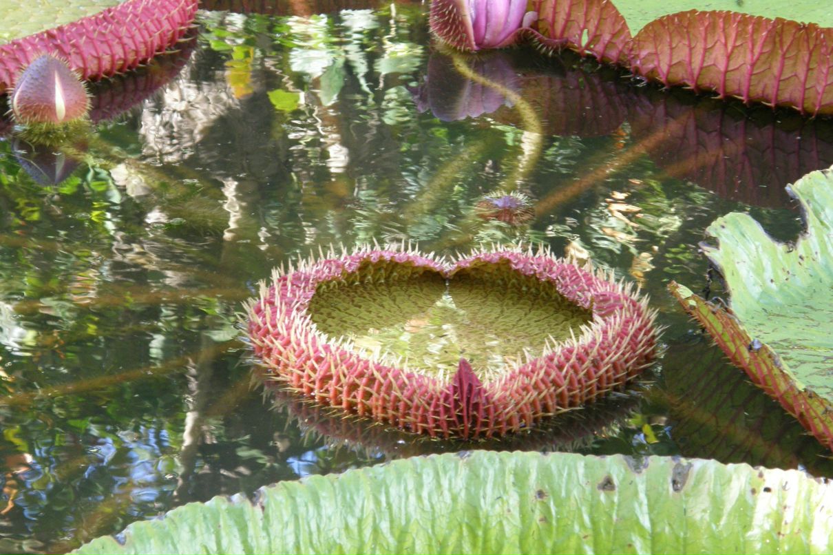 Elena Blinova | Луганск