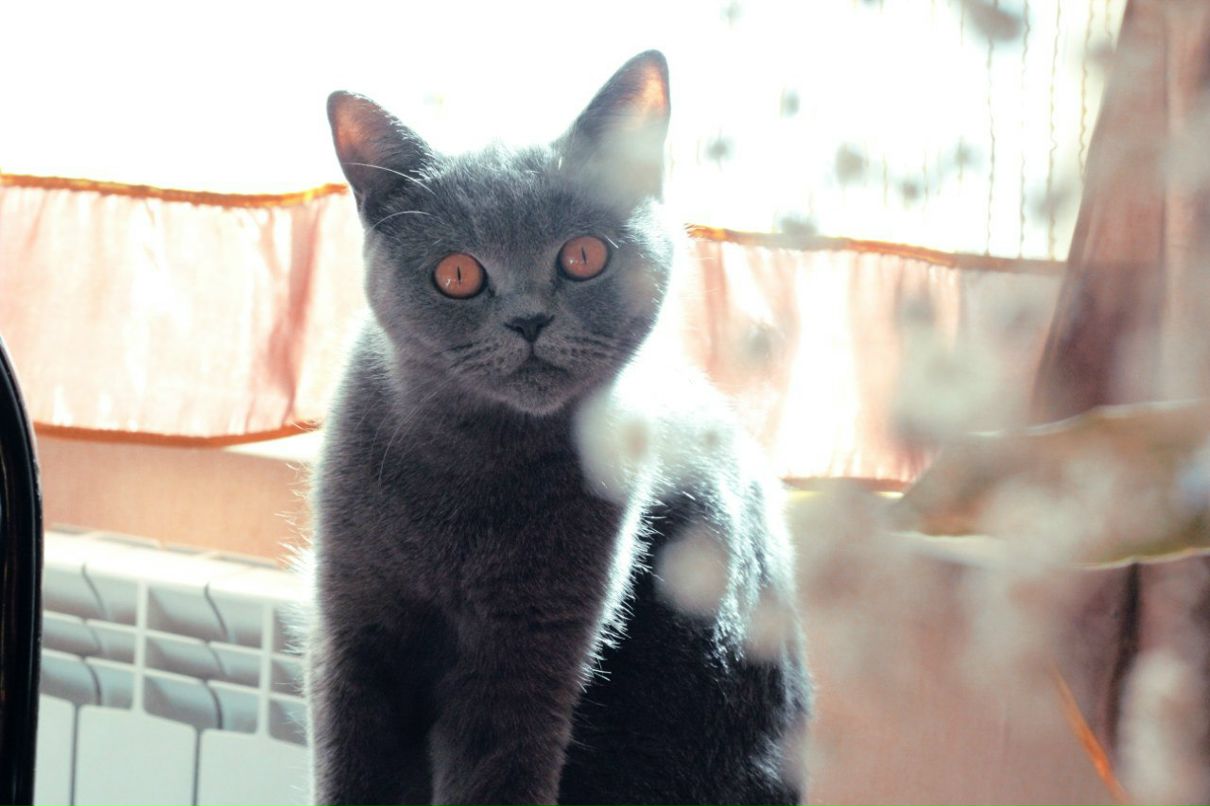 Полина Виардо | Санкт-Петербург