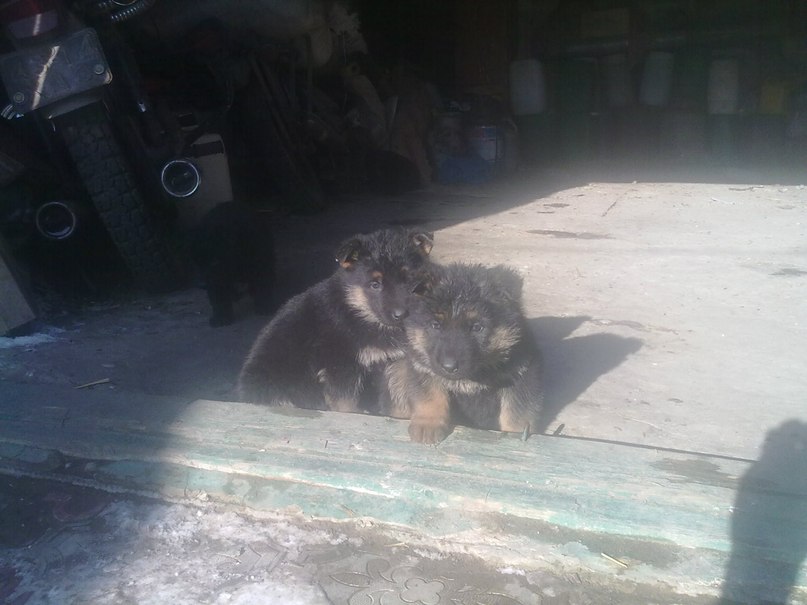 Сергей Гаркуша | Барвенково