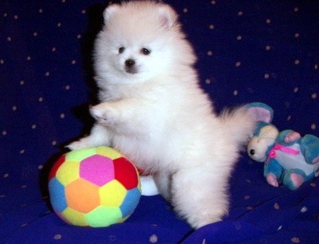 Анастасия Лескина | 