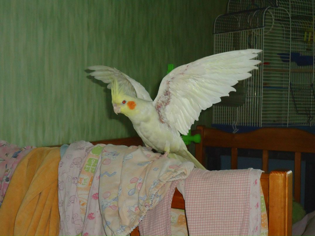 Юрий Лихачёв Владимирович | Новокузнецк