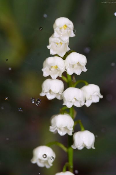 №53, Яна Выхристова, 36 лет, Бийск №53, Яна Выхристова, 36 лет, Бийск