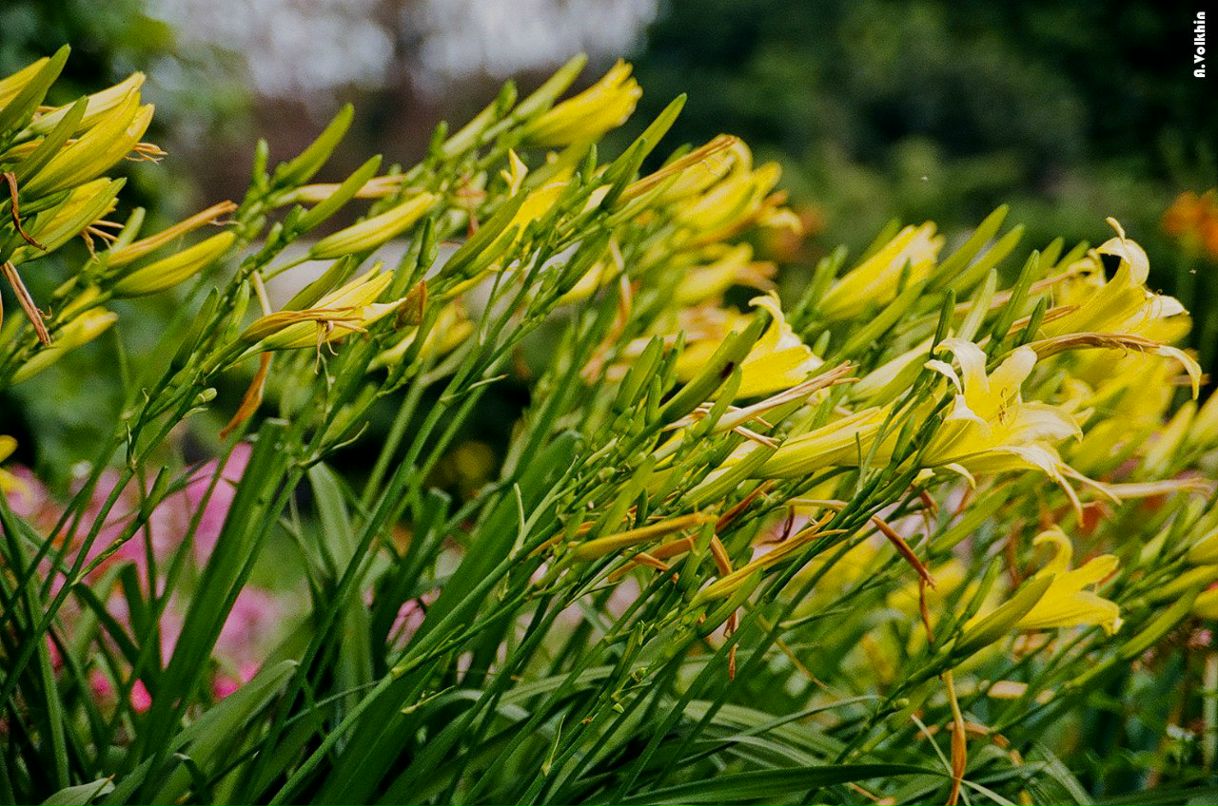 Вольхин Михайлович | 