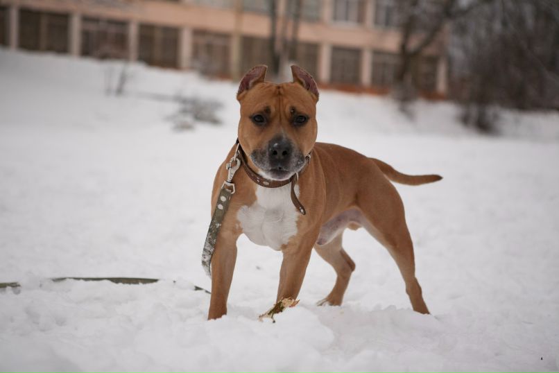 Антон Гладченко | Ногинск