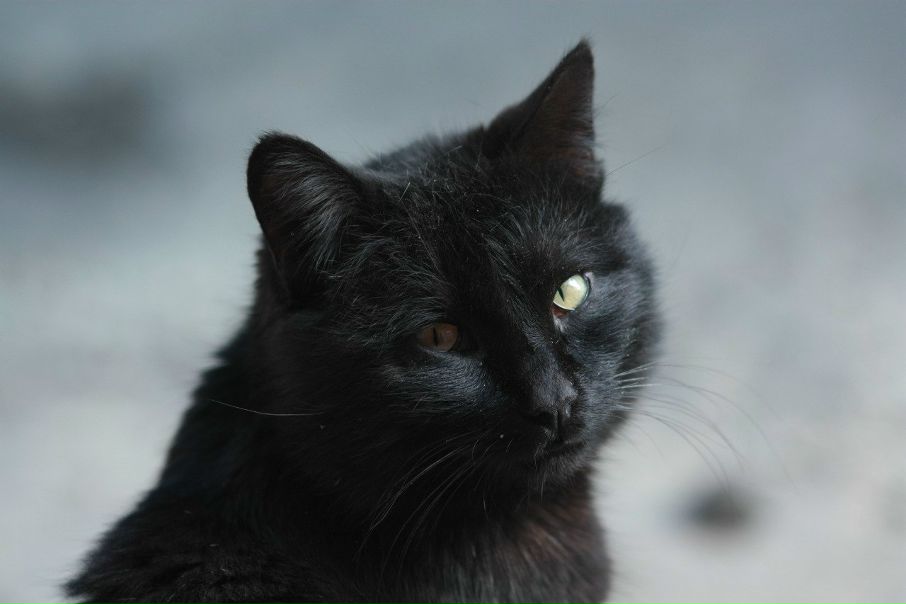 №77, Руслан Коновал, 44 года, Звенигородка №77, Руслан Коновал, 44 года, Звенигородка