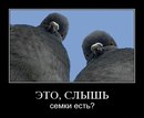 Фотография Аванесова Армена