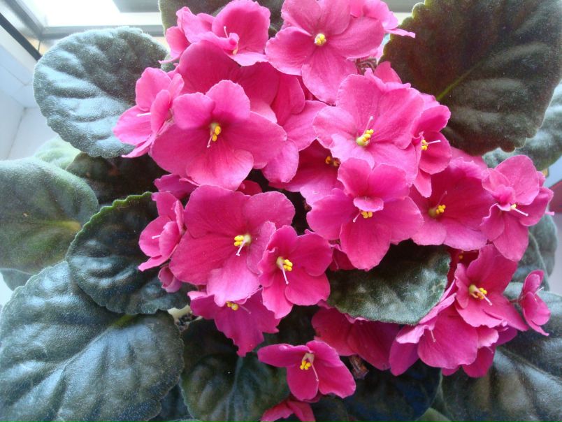 №4, Svetlana Крук, Киев №4, Svetlana Крук, Киев