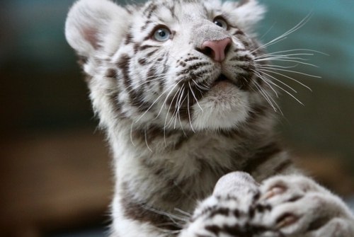 Эдмин Умаров | Грозный