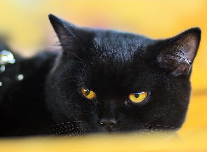 Артем Зубов | Днепр (Днепропетровск)