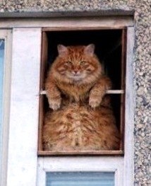 Елена Иванова | Витебск