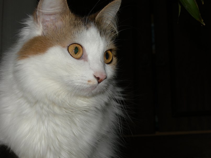 Женечка Бендикас ( SALYAMI ) | 