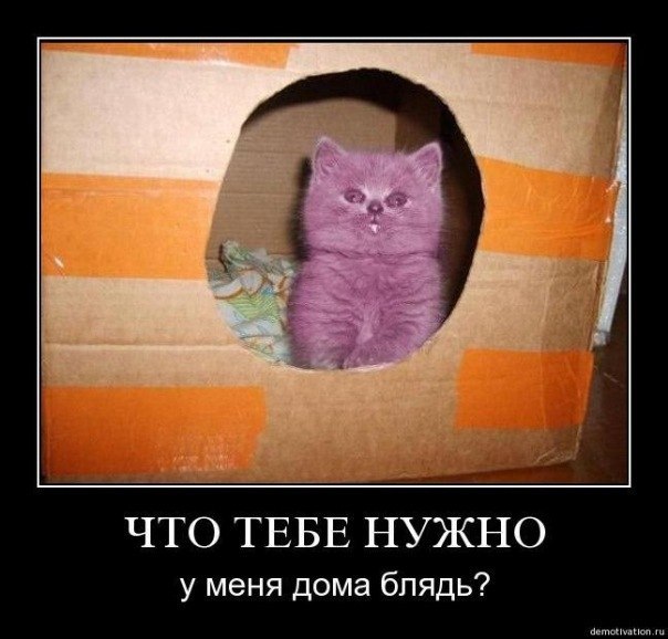 Алексей Шамыгин 