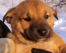 Оксанка Ким, , 03.12