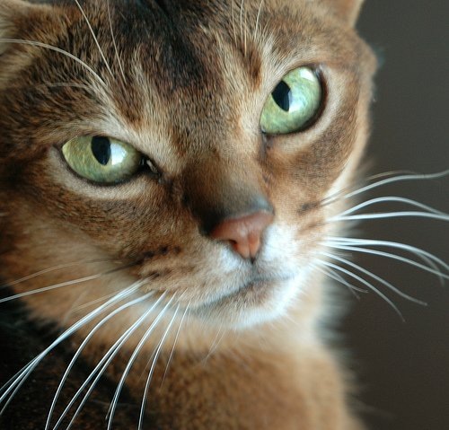 №22, Инна Александрович, Мурманск, Россия №22, Инна Александрович, Мурманск, Россия