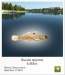 Ruslan Sava фотография #8 (источник - https://vk.com/id49803413)