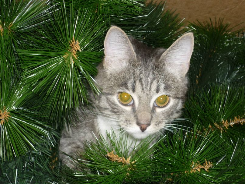 Влада Соколова | Сегежа