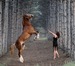 Светлана Бабий фотография #23 (источник - https://vk.com/id30836319)