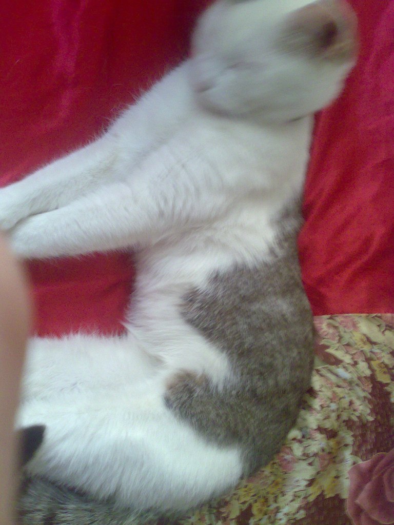 Тарлан Миркамиров Миркамирович | Санкт-Петербург