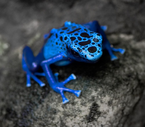 №5, Дмитрий Бунецкий, Киев №5, Дмитрий Бунецкий, Киев