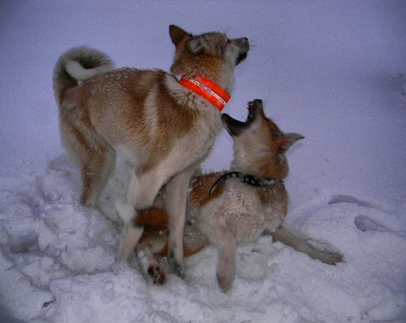 Sasha Goncharuk | Madrid