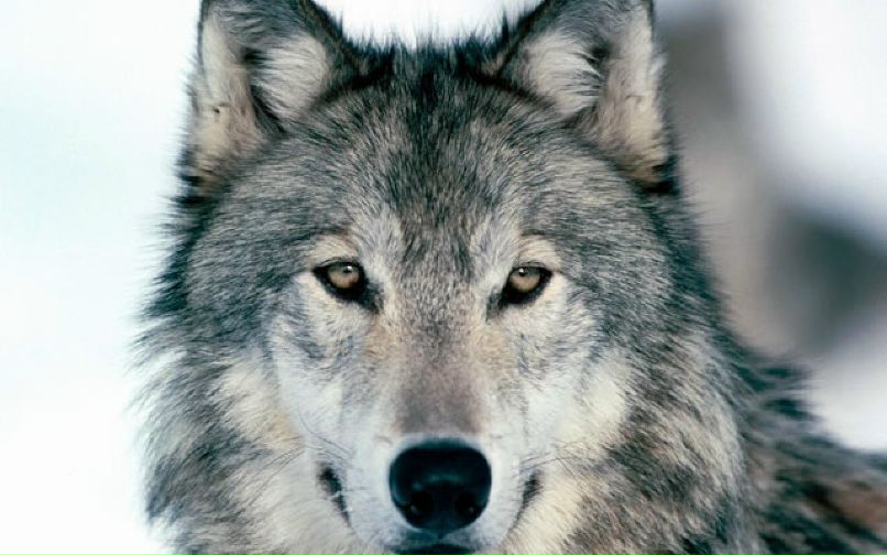 Дмитрий Родионов | Санкт-Петербург