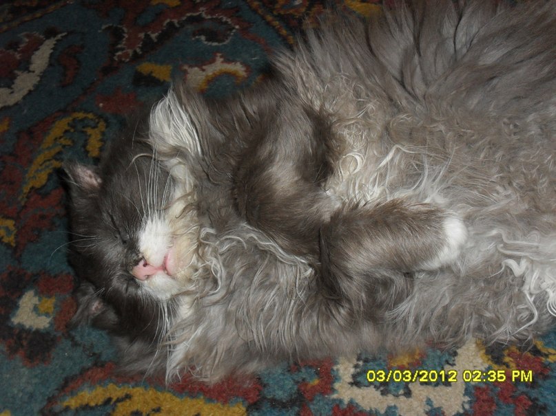 Татьяна Яшумова | Ярославль