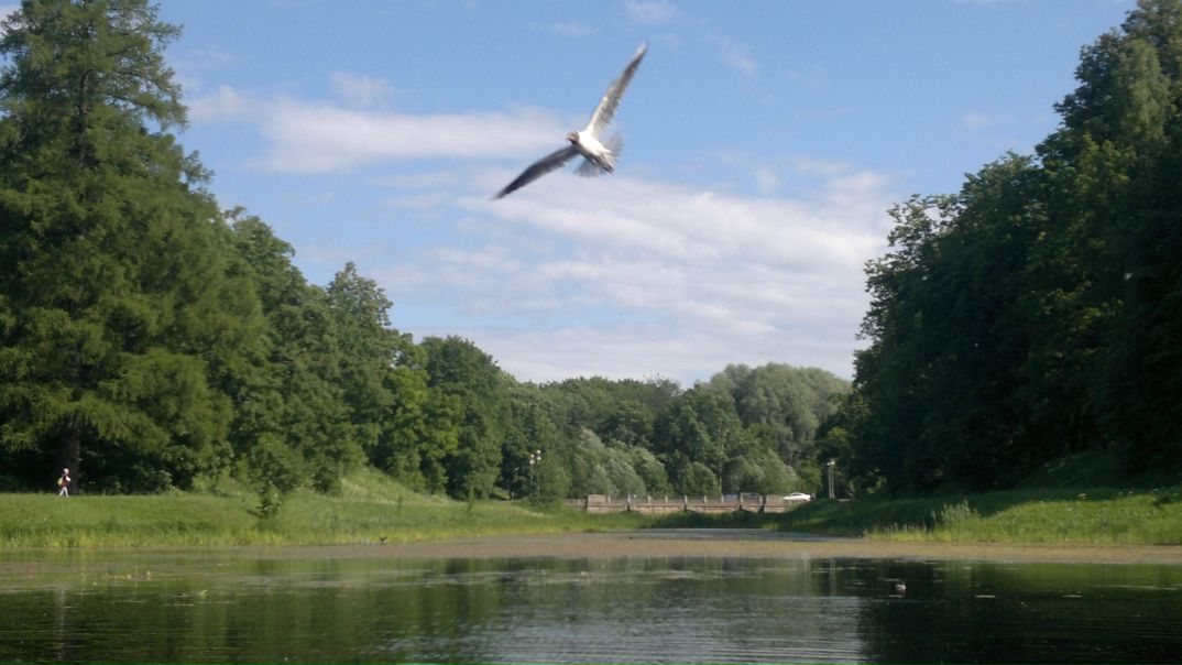 №77, Лиза Кюблер №77, Лиза Кюблер