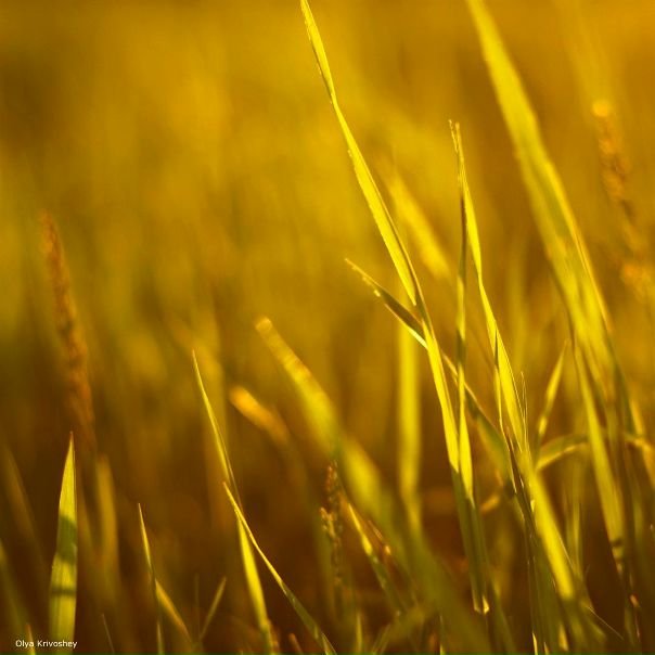 №76, Дина Лаптева, 38 лет, Киев №76, Дина Лаптева, 38 лет, Киев